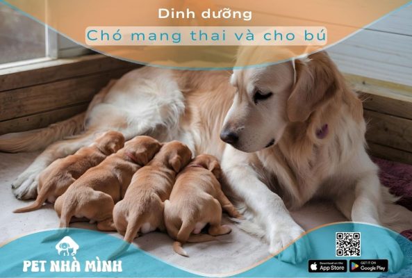 Dinh dưỡng cho chó mang thai và cho con bú