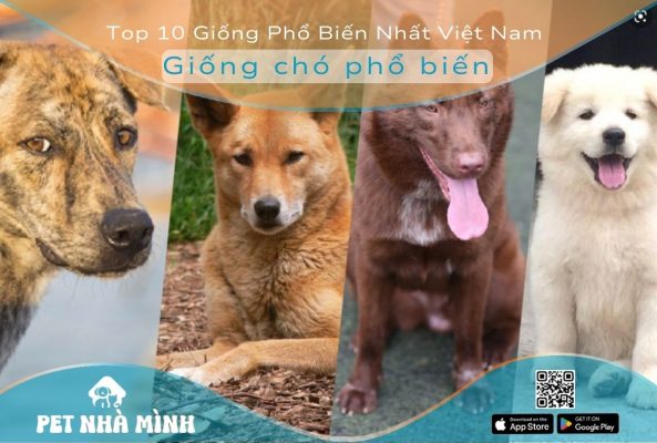 Giống chó phổ biến