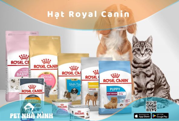 Hạt Royal Canin