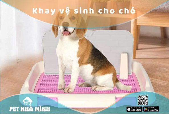 Khay vệ sinh cho chó