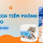 LỊCH TIÊM PHÒNG CHO MÈO