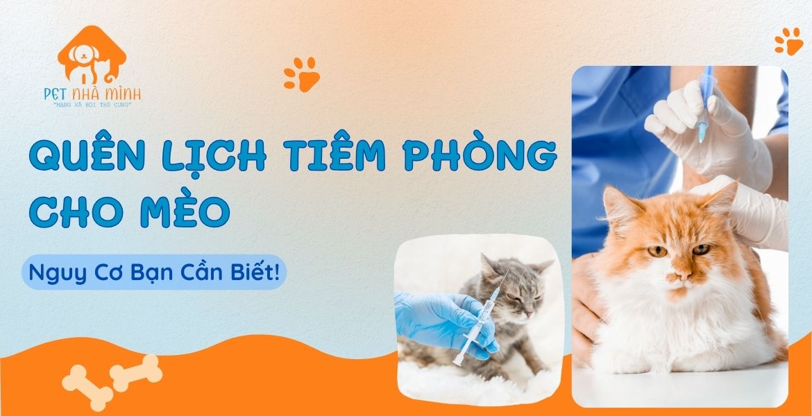 LỊCH TIÊM PHÒNG CHO MÈO