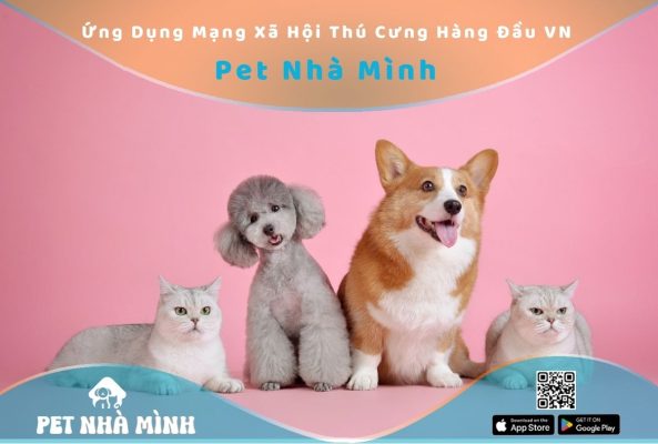 Mạng xã hội thú cưng