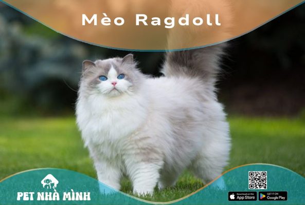 Mèo Ragdoll