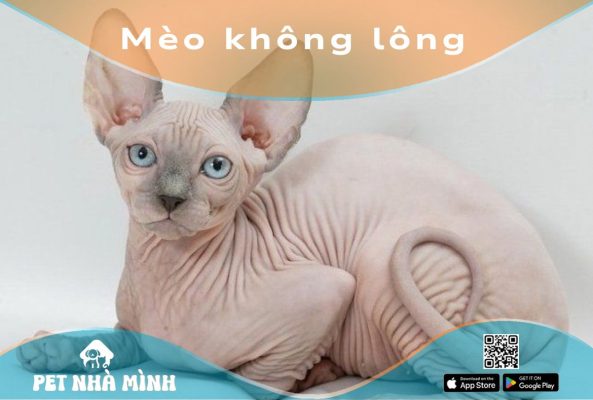 Mèo không lông