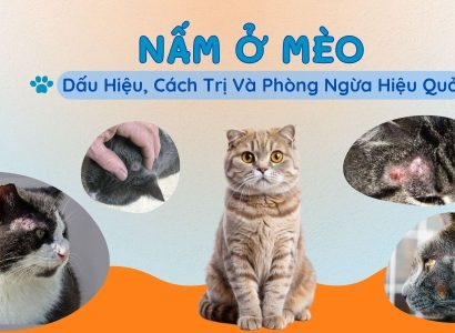 Nấm ở mèo