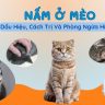 Nấm ở mèo