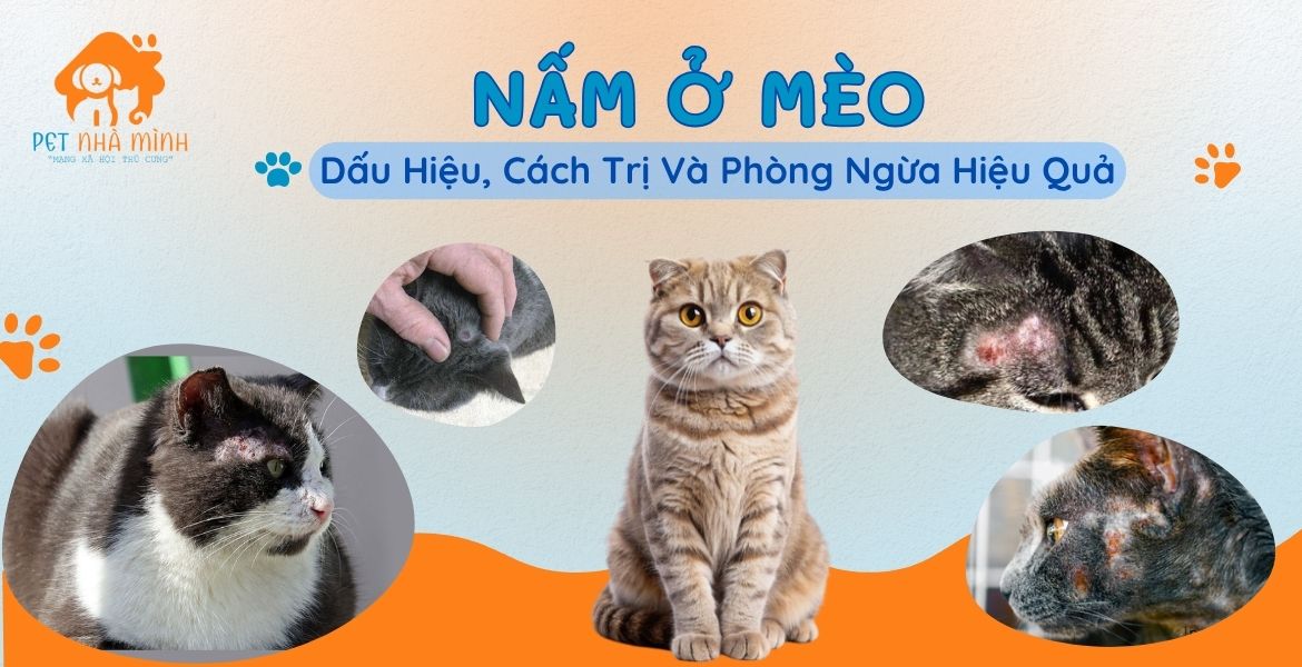 Nấm ở mèo