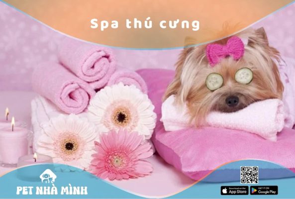 Spa thú cưng