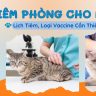 Tiêm phòng cho mèo