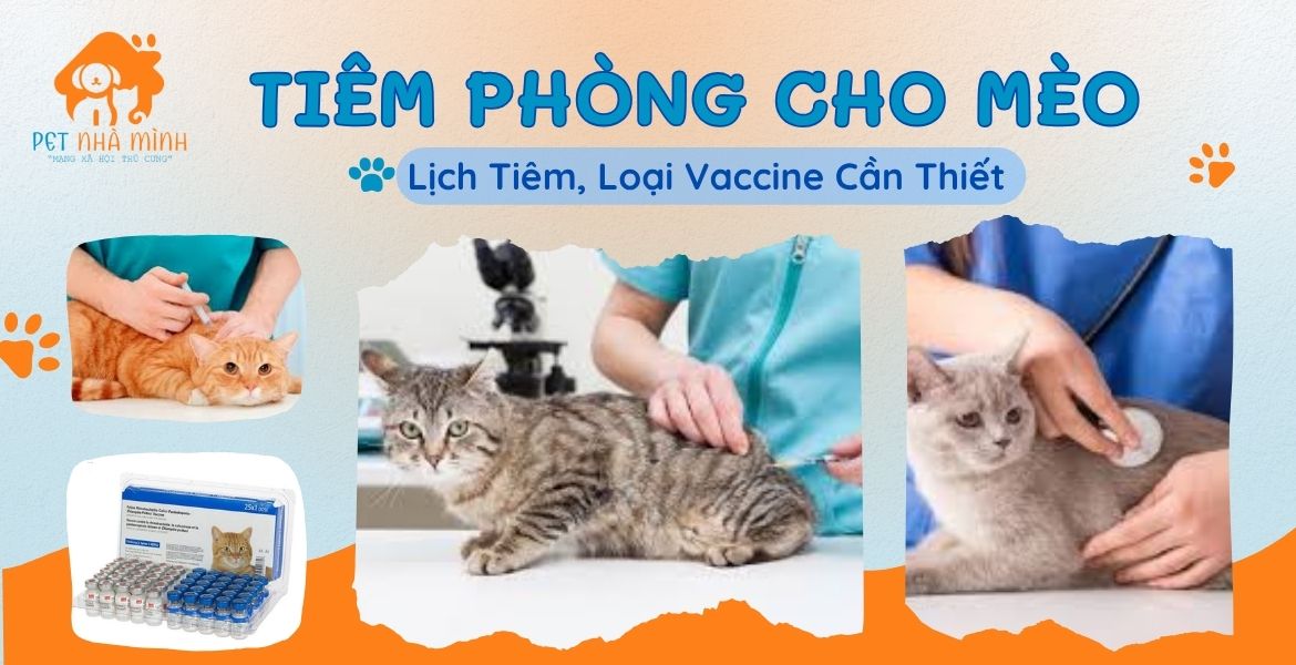 Tiêm phòng cho mèo