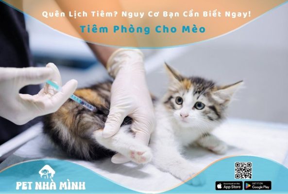Tiêm phòng cho mèo
