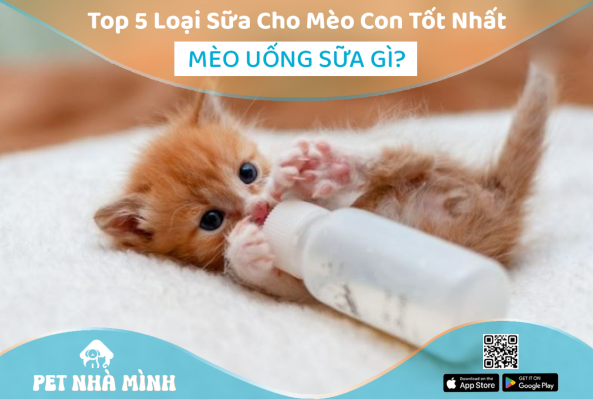 Top 5 Loại Sữa Cho Mèo Con Tốt Nhất