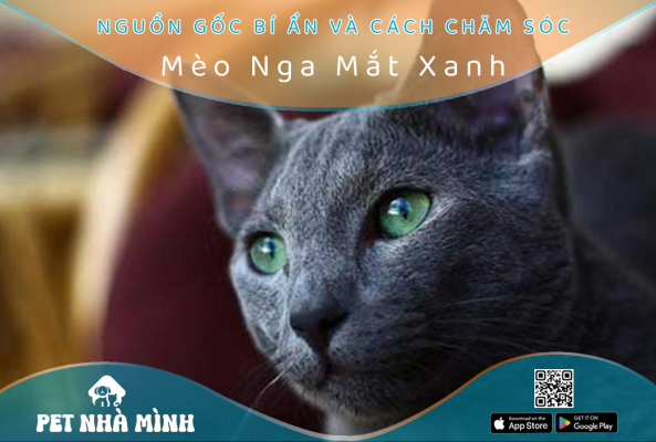 mèo nga mắt xanh