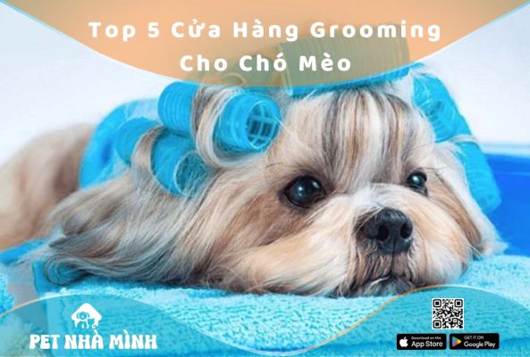 Grooming cho chó mèo