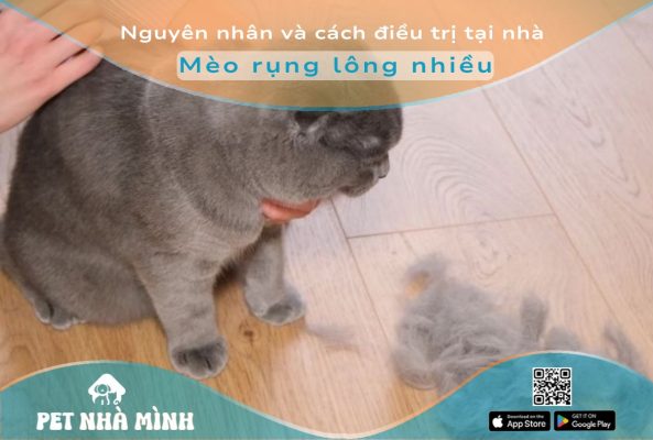 Mèo rụng nhiều lông
