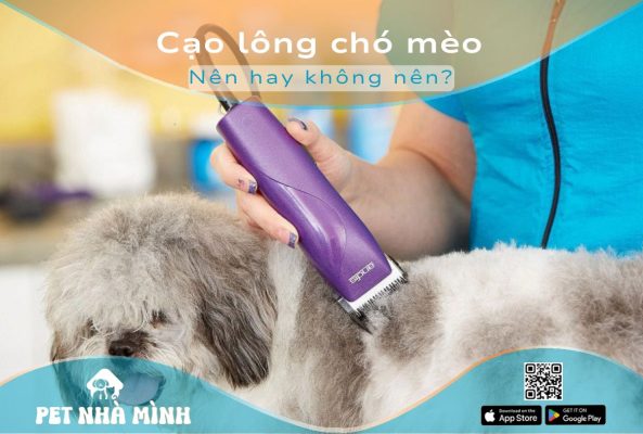 Cạo lông chó mèo