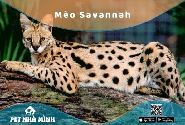 Mèo Savannah