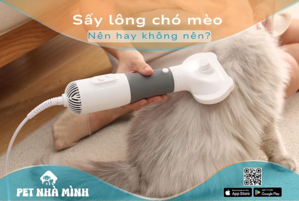 Sấy lông chó mèo